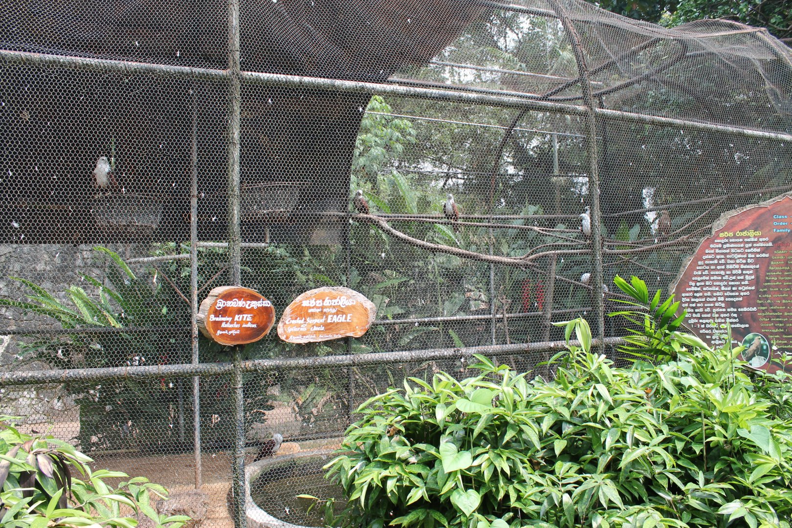 aviary for Brahminy Kites (Haliastur indus) and Crested Serpent-eagles (Spilornis cheela)