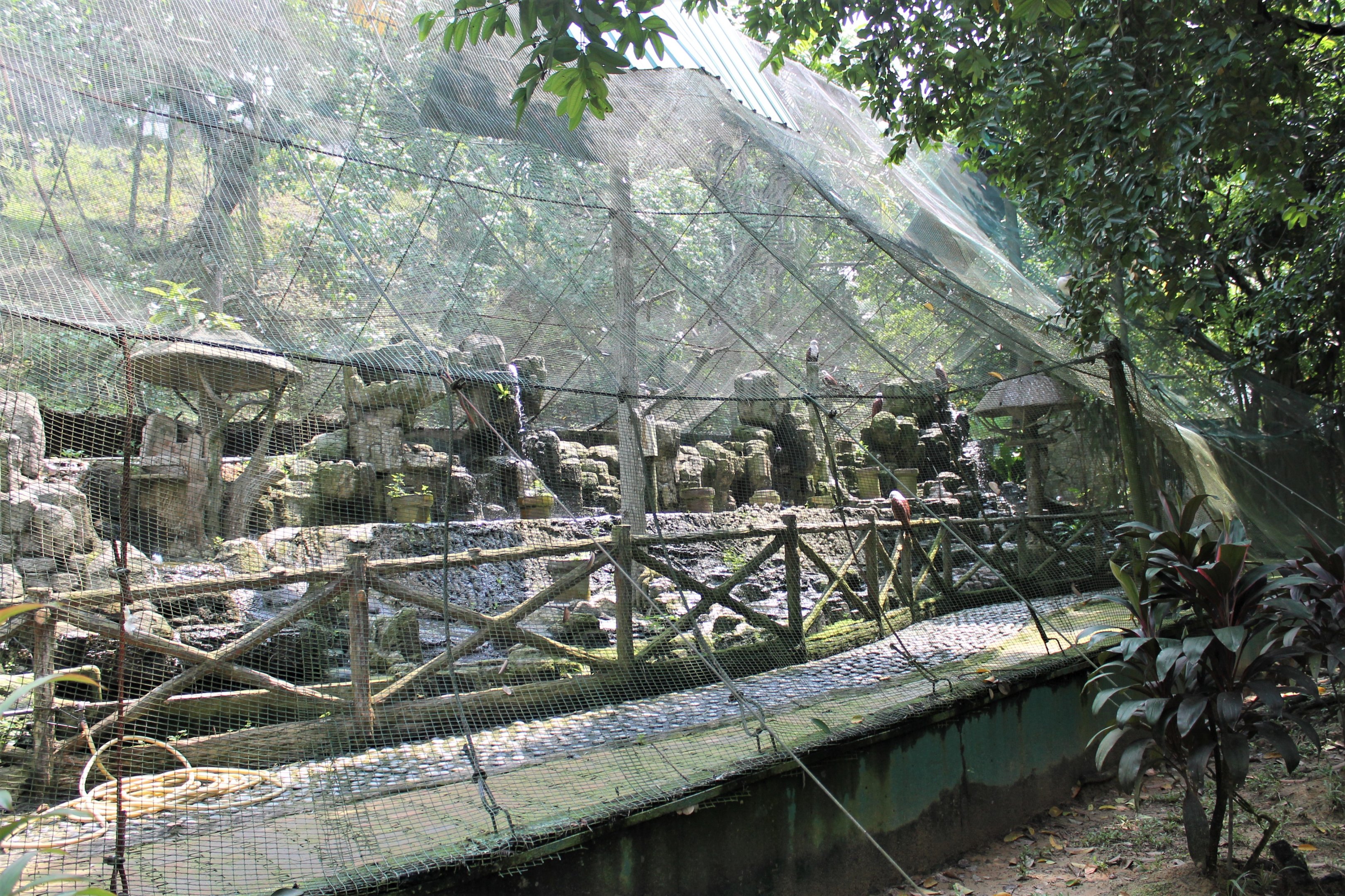 aviary for Brahminy Kites (Haliastur indus)