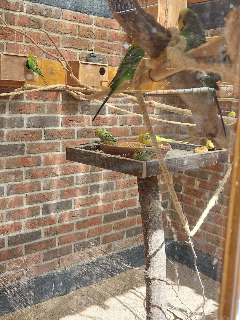 Aviary for budgies, cockatiels and california quails