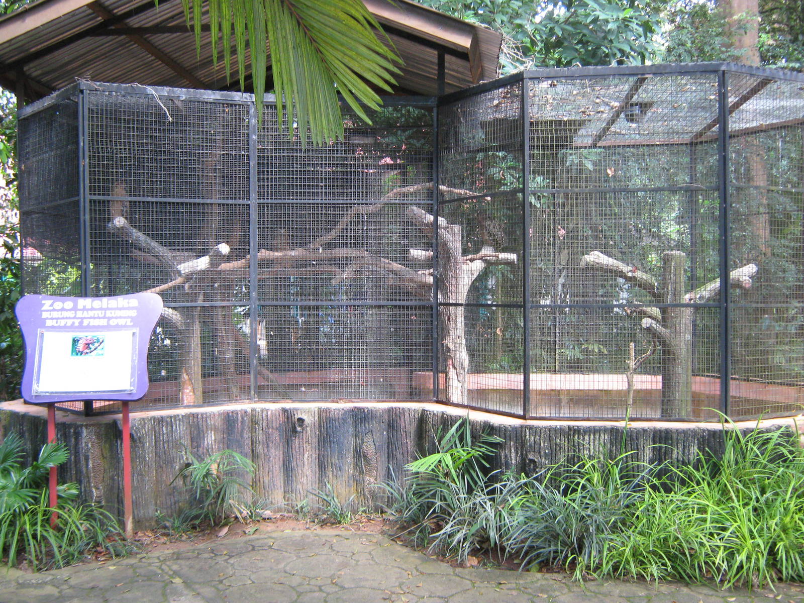 aviary for buffy fish owls (Ketupa ketupu)