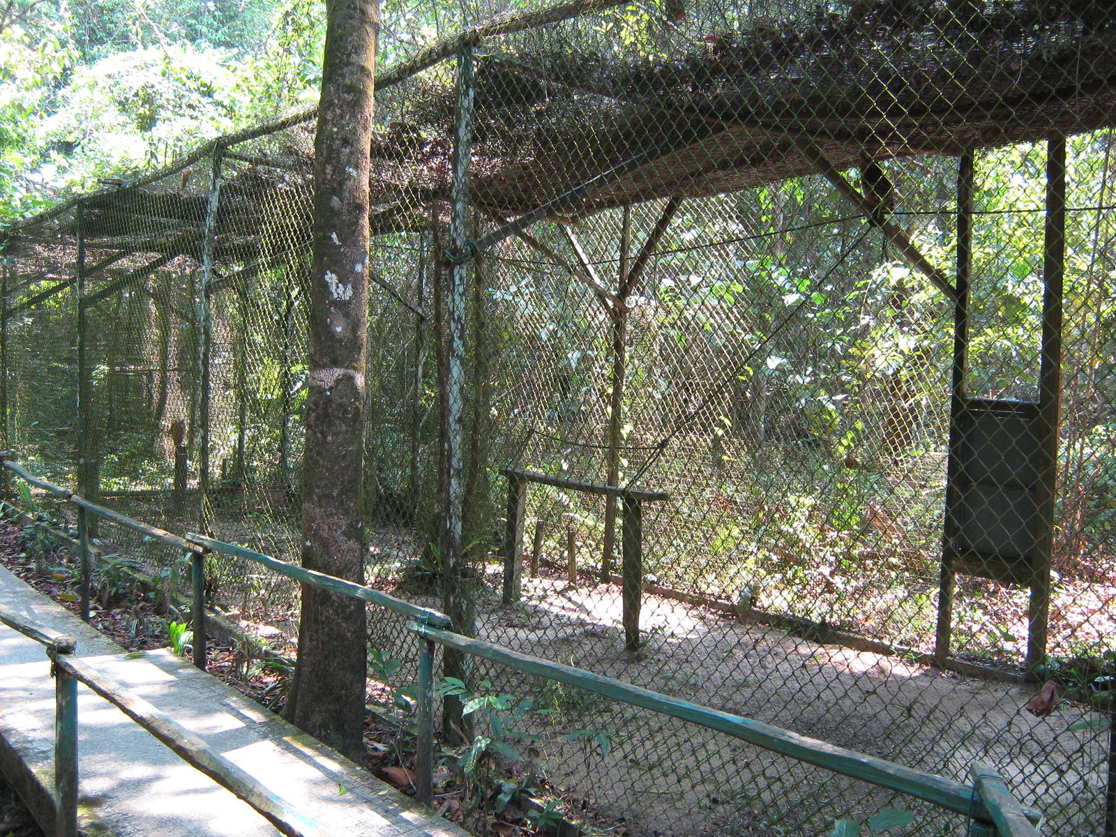 aviary for buffy fish owls (Ketupa ketupu)