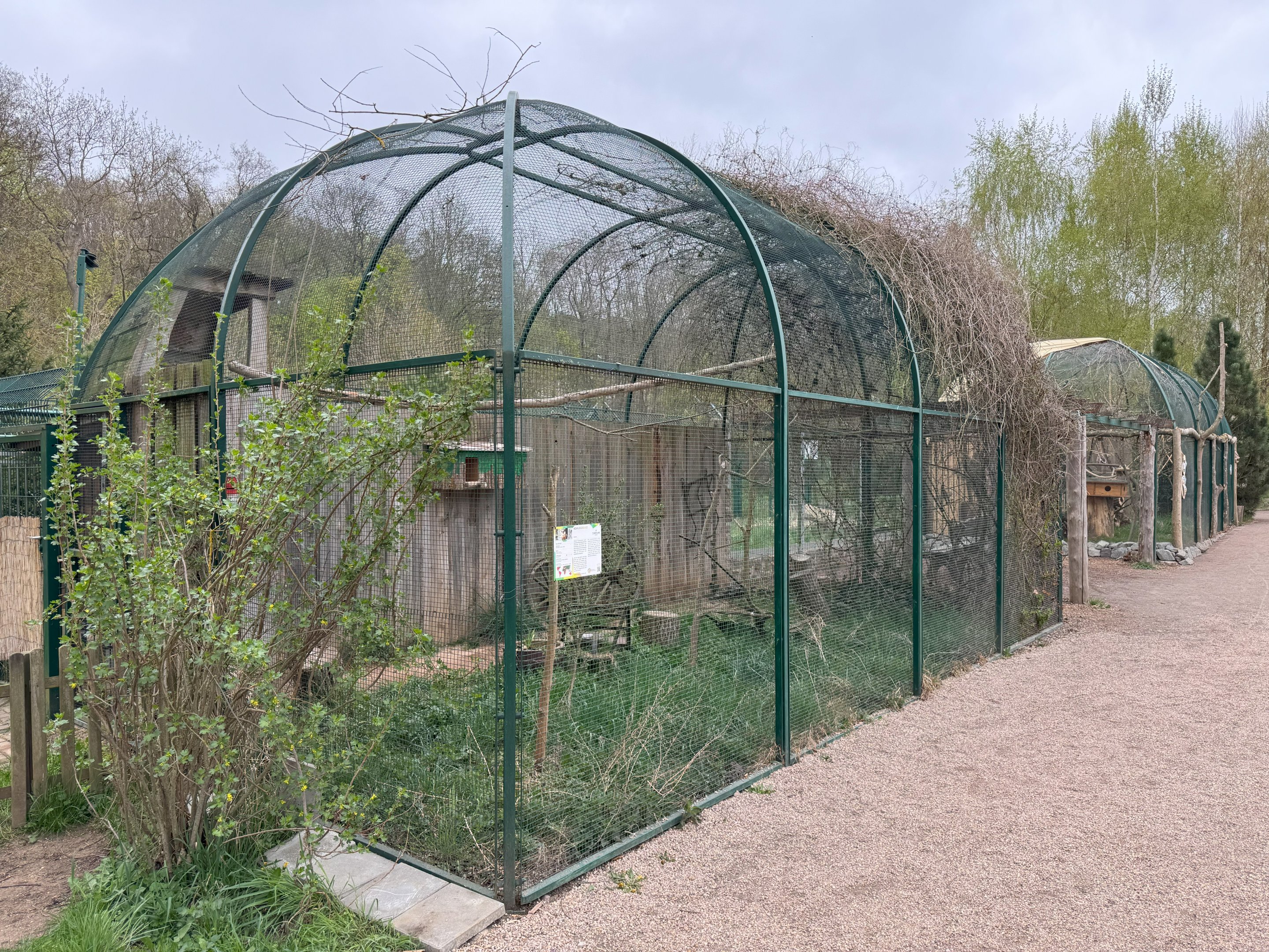 Aviary for Central European Barn Owl (Tyto alba guttata)