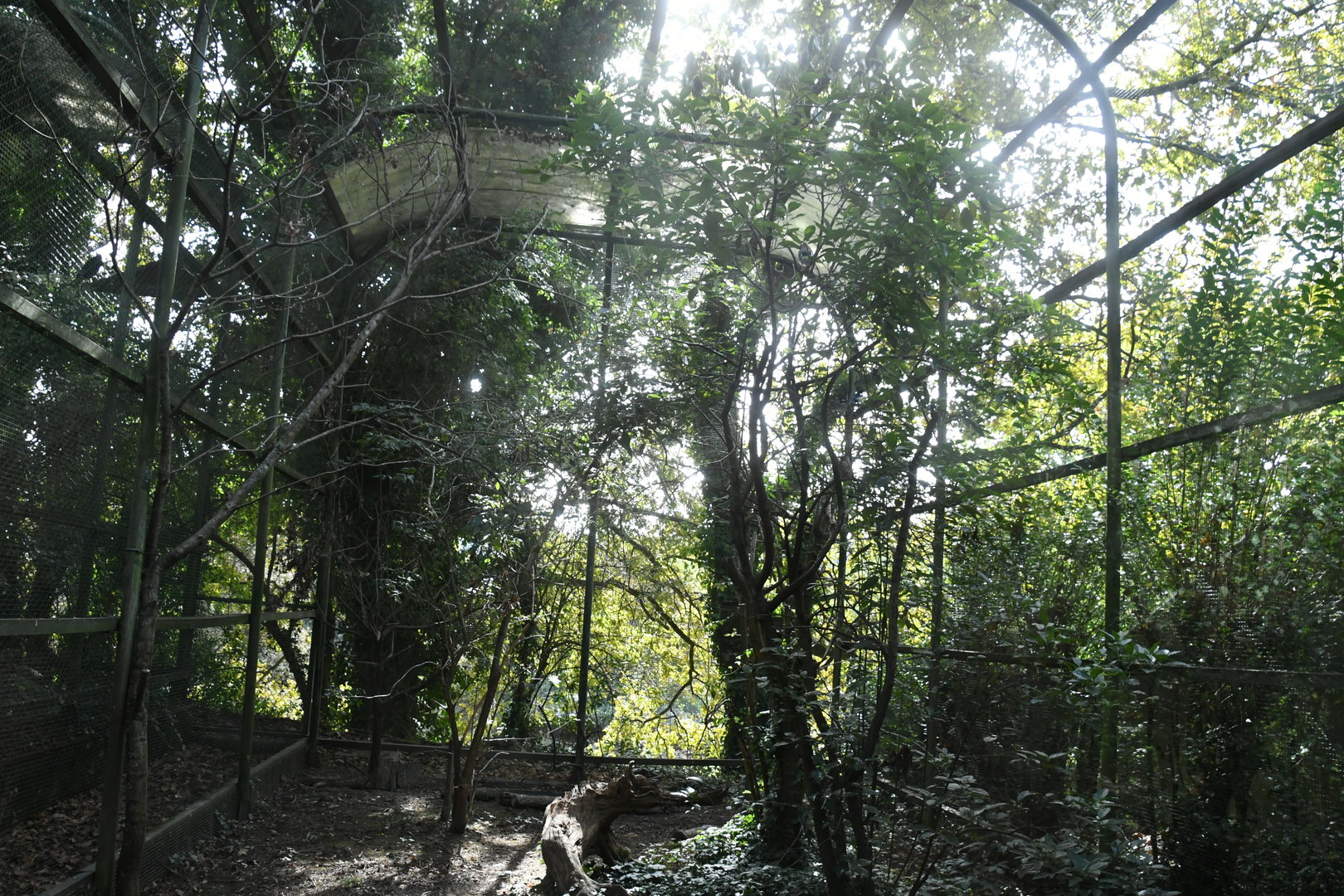Aviary for Common Jays and Common Magpies