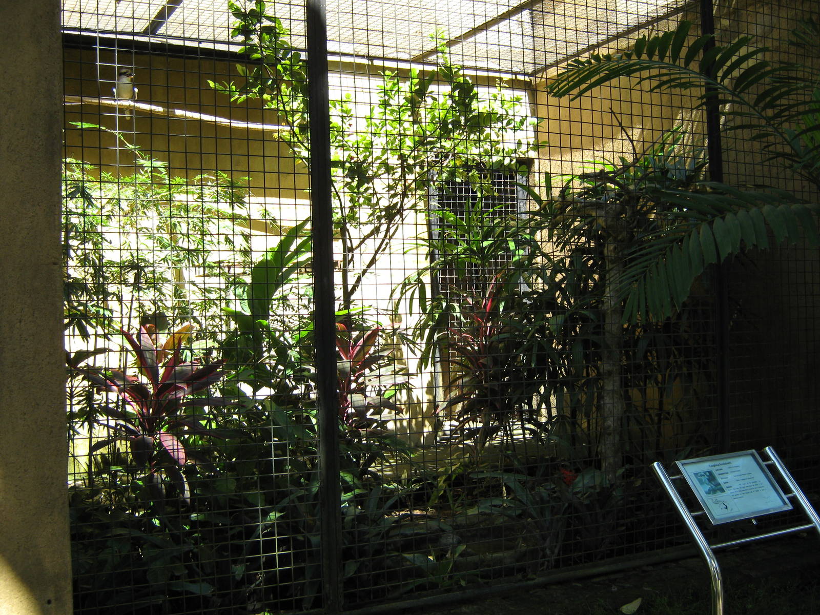 aviary for common kookaburra (Dacelo novaeguineae)