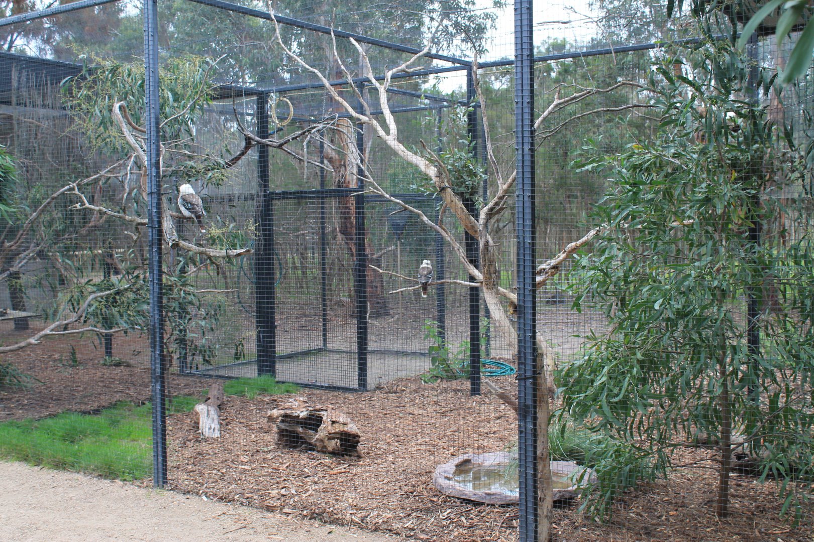 aviary for Common Kookaburras (Dacelo novaeguineae)