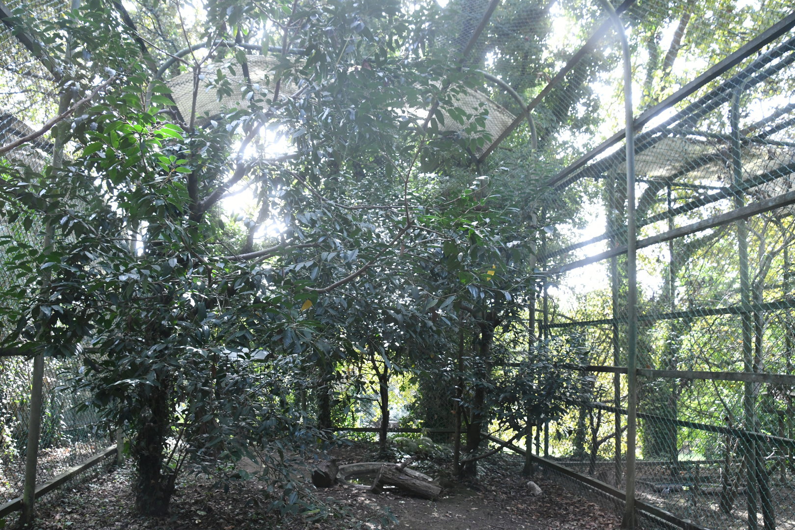 Aviary for Common Raven and Carrion Crow