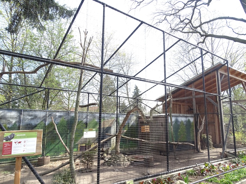 Aviary for common raven