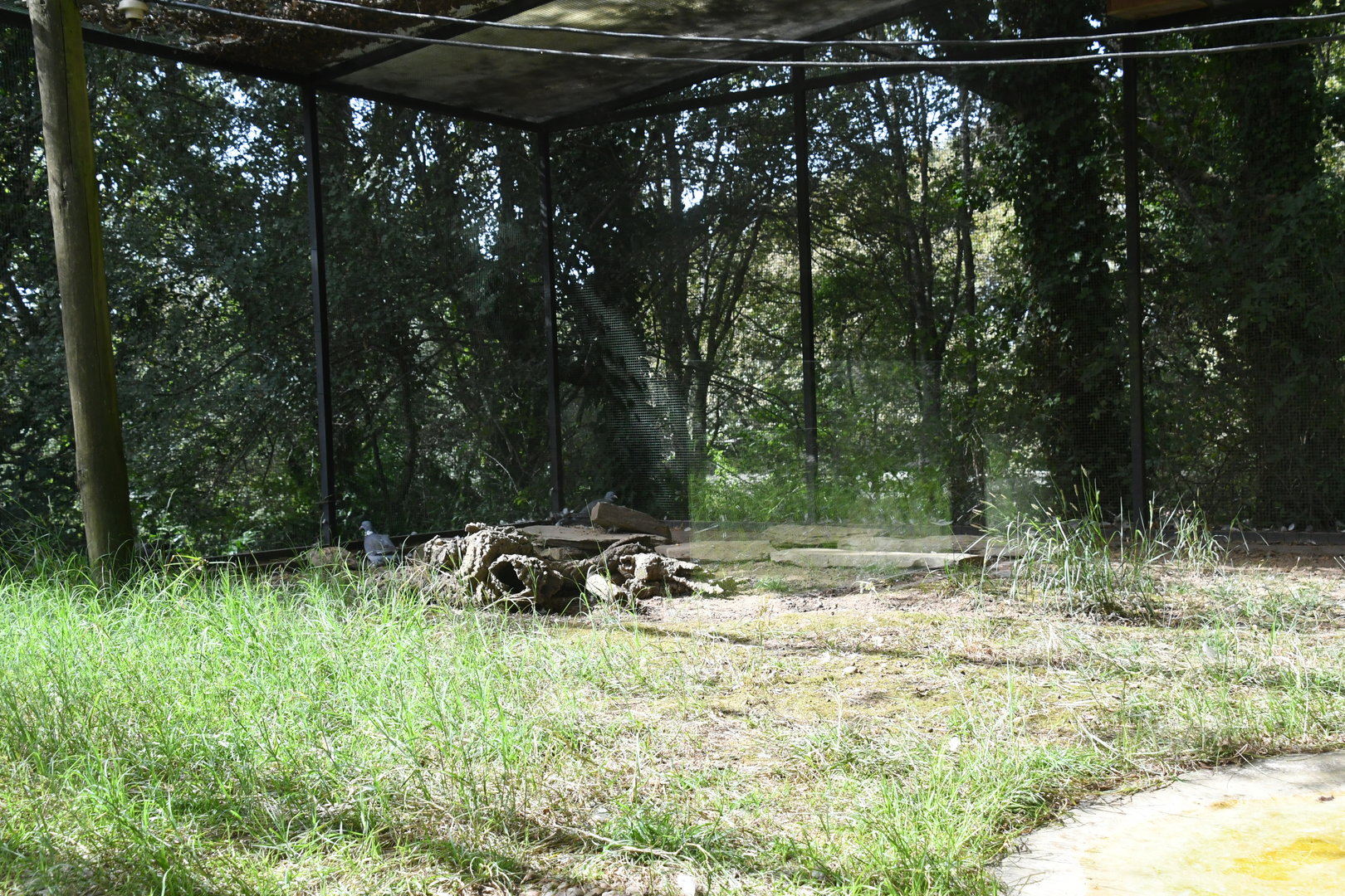 Aviary for Common Wood Pigeons and Black-bellied Sandgrouse