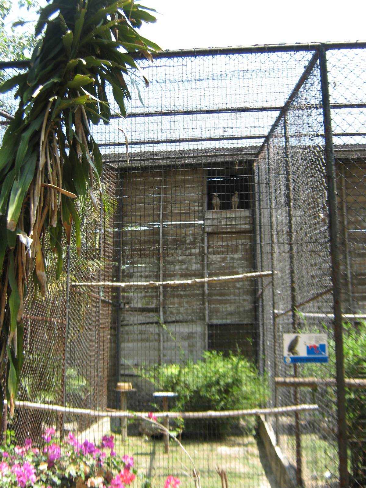 aviary for crested serpent-eagles (Spilornis cheela)