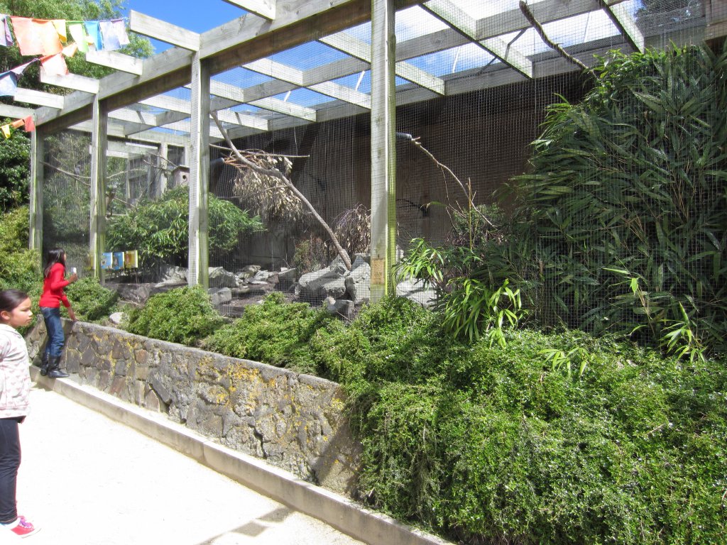 Aviary for Derbyan, Pigeons and Monals