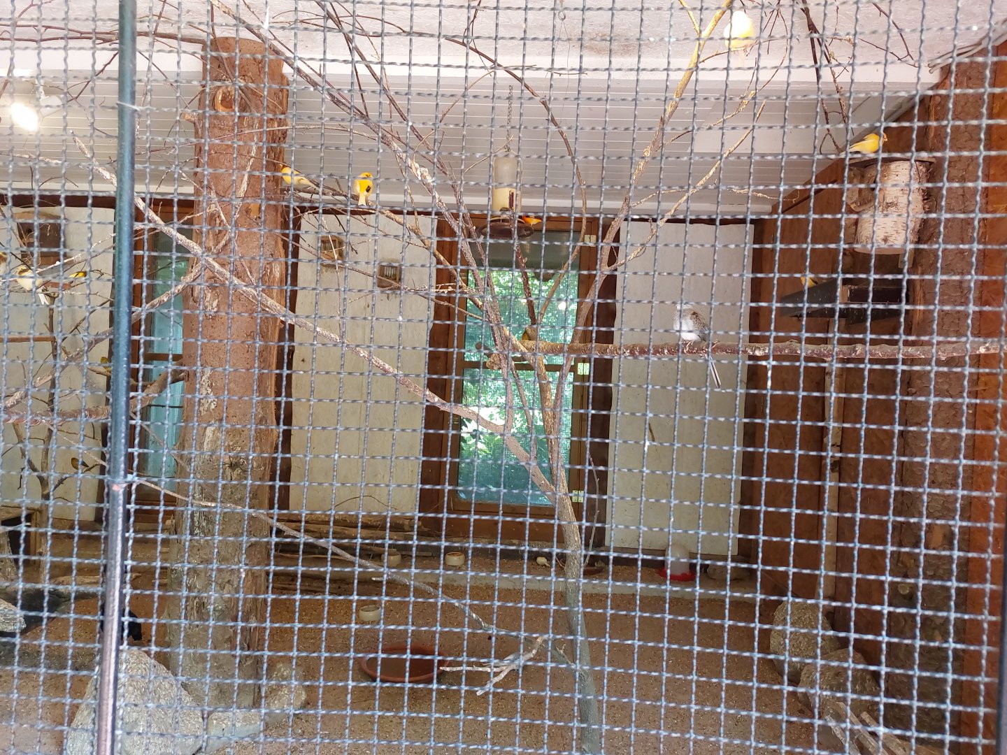 Aviary for Domesticated canaries, Crested partridge, diamont dove, luzon bleeding-heart and red siskin