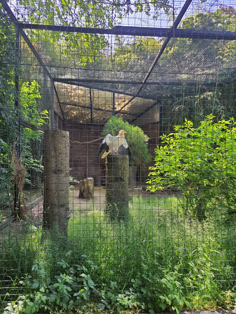 Aviary for Egyptian vultures- Prague Zoo Praha