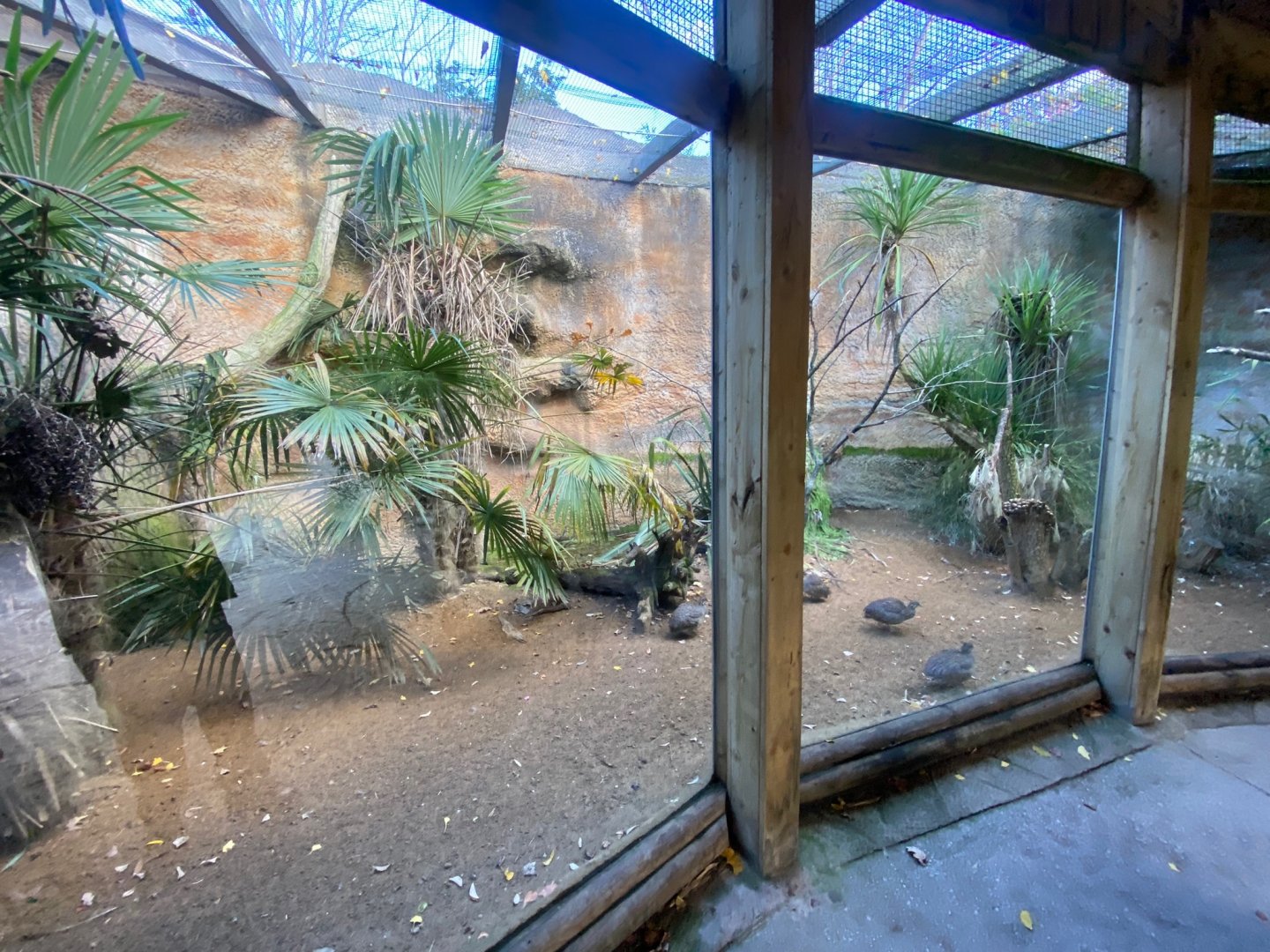Aviary for Elegant crested tinamou and Blue-throated macaw 241123