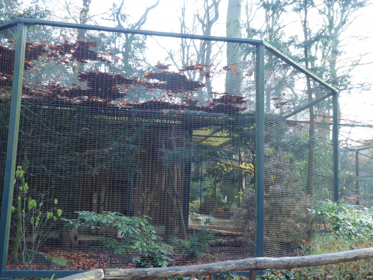 Aviary for Eurasian jay and Temminck's tragopan 021219