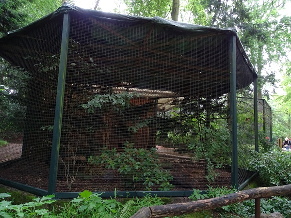 Aviary for Eurasian jay and Temmincks tragopan (07/22)