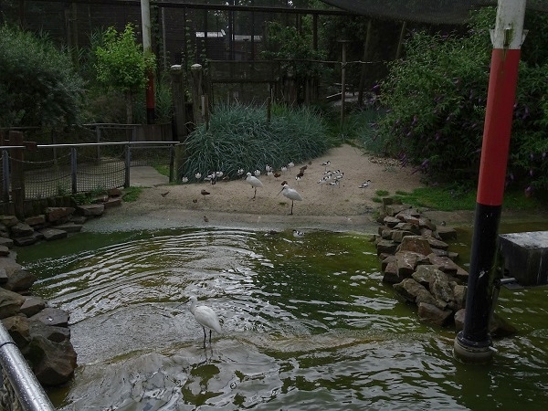 Aviary for European wading birds (07/22)