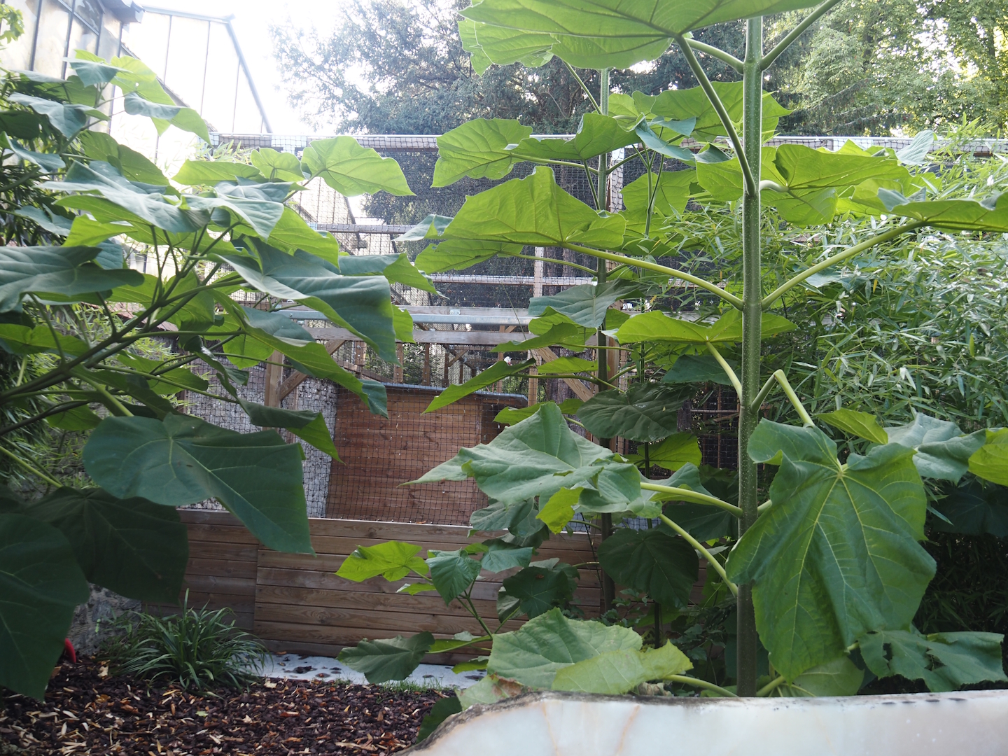 Aviary for European white storks used in bird show and free-flight trainings, near the Oasis greenhouse, 2025-09-01
