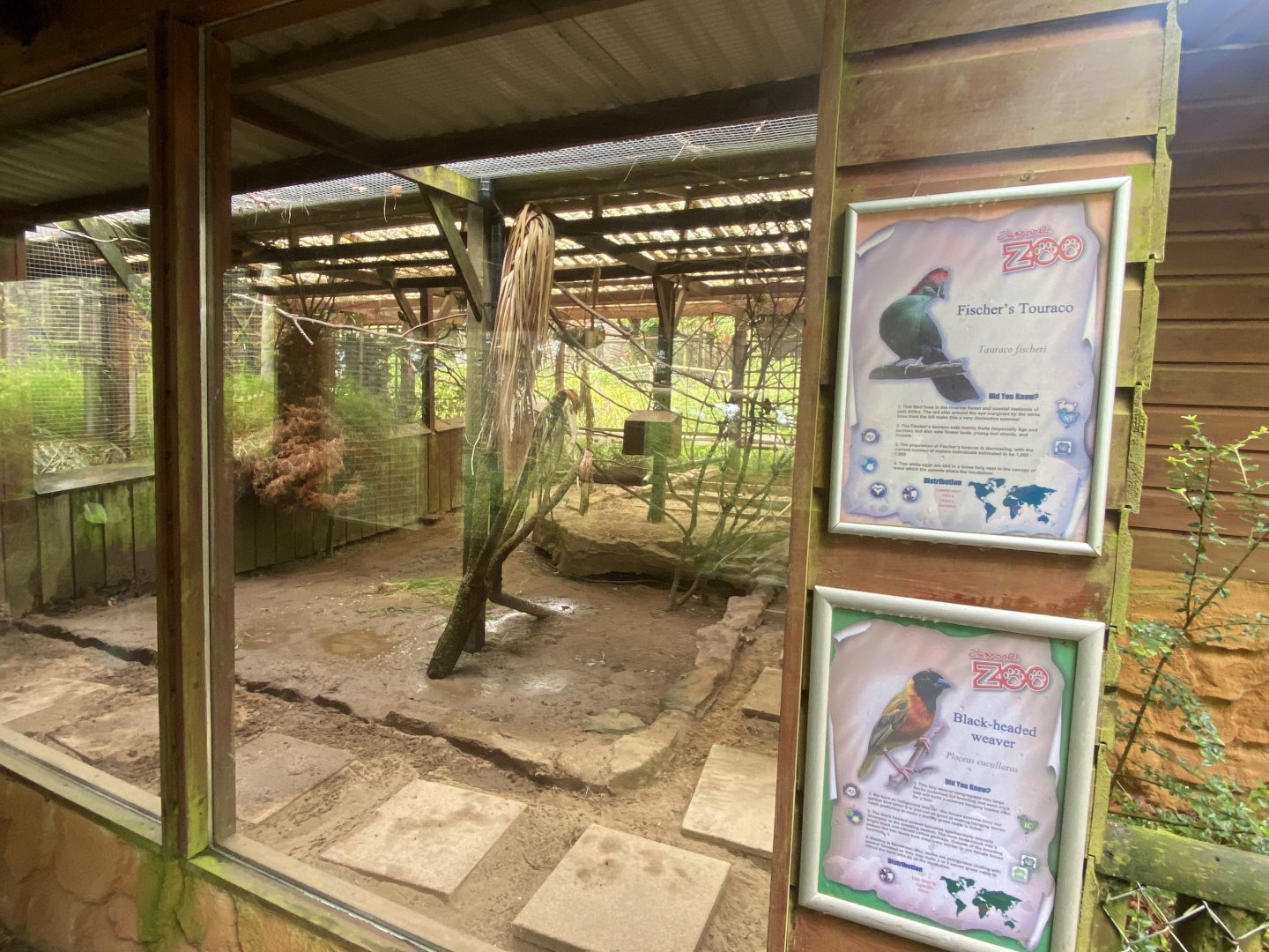 Aviary for Fischer’s turaco/Black-headed weaver 050625
