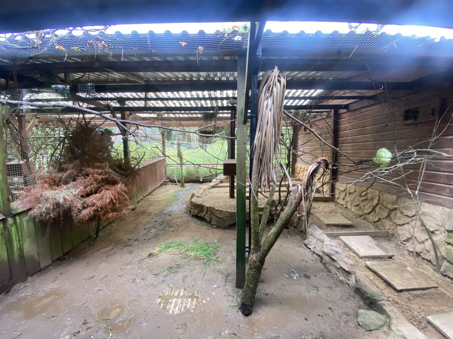 Aviary for Fischer’s turaco/Black-headed weaver 050625