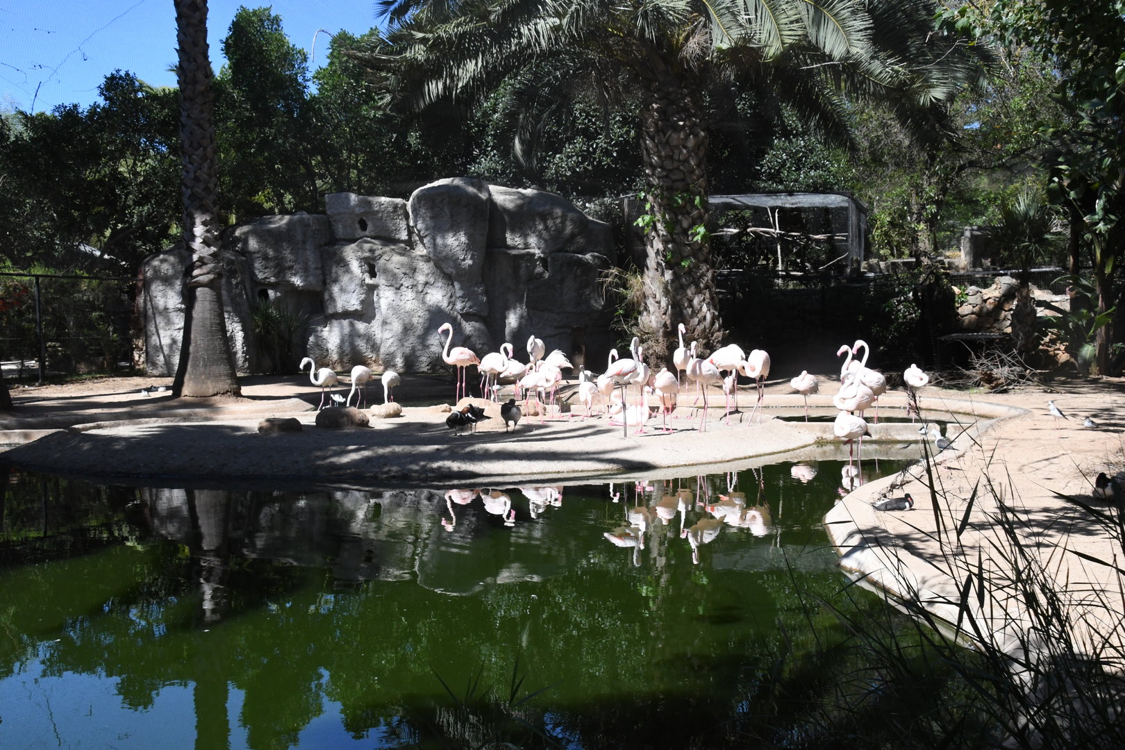 Aviary for Flamingos, Waterfowl, and Wading Birds