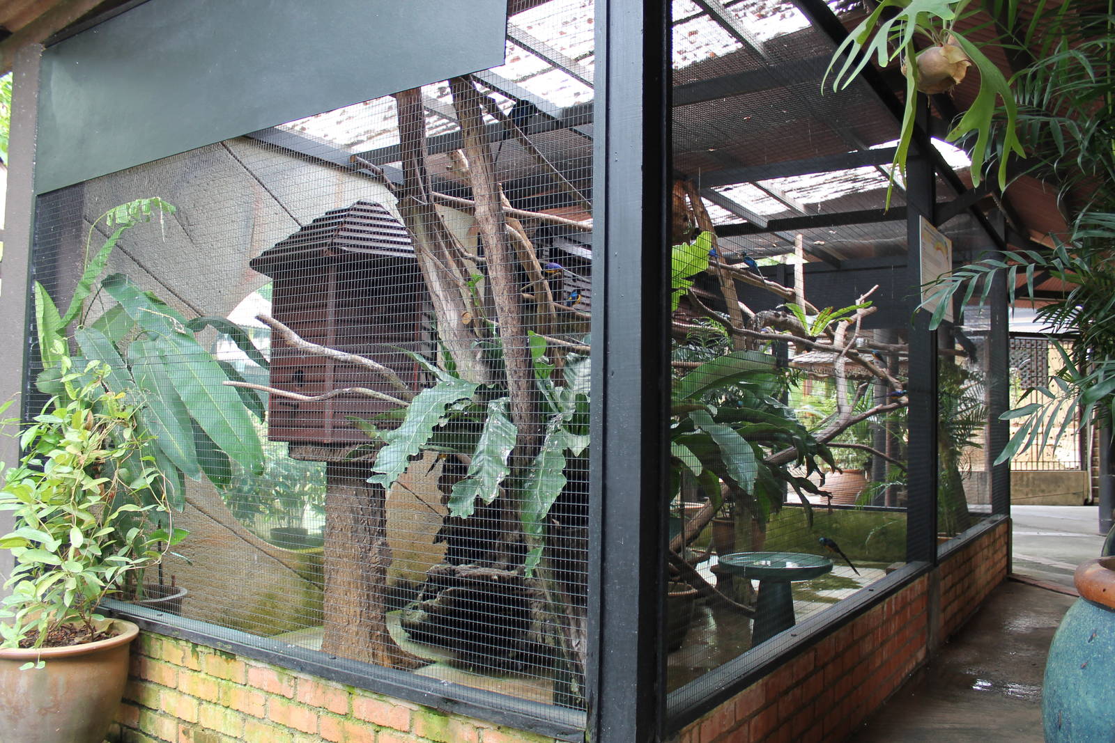 aviary for golden-breasted starlings (Lamprotornis regius)