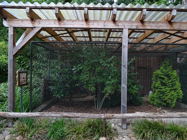 Aviary for golden pheasant (07/22)