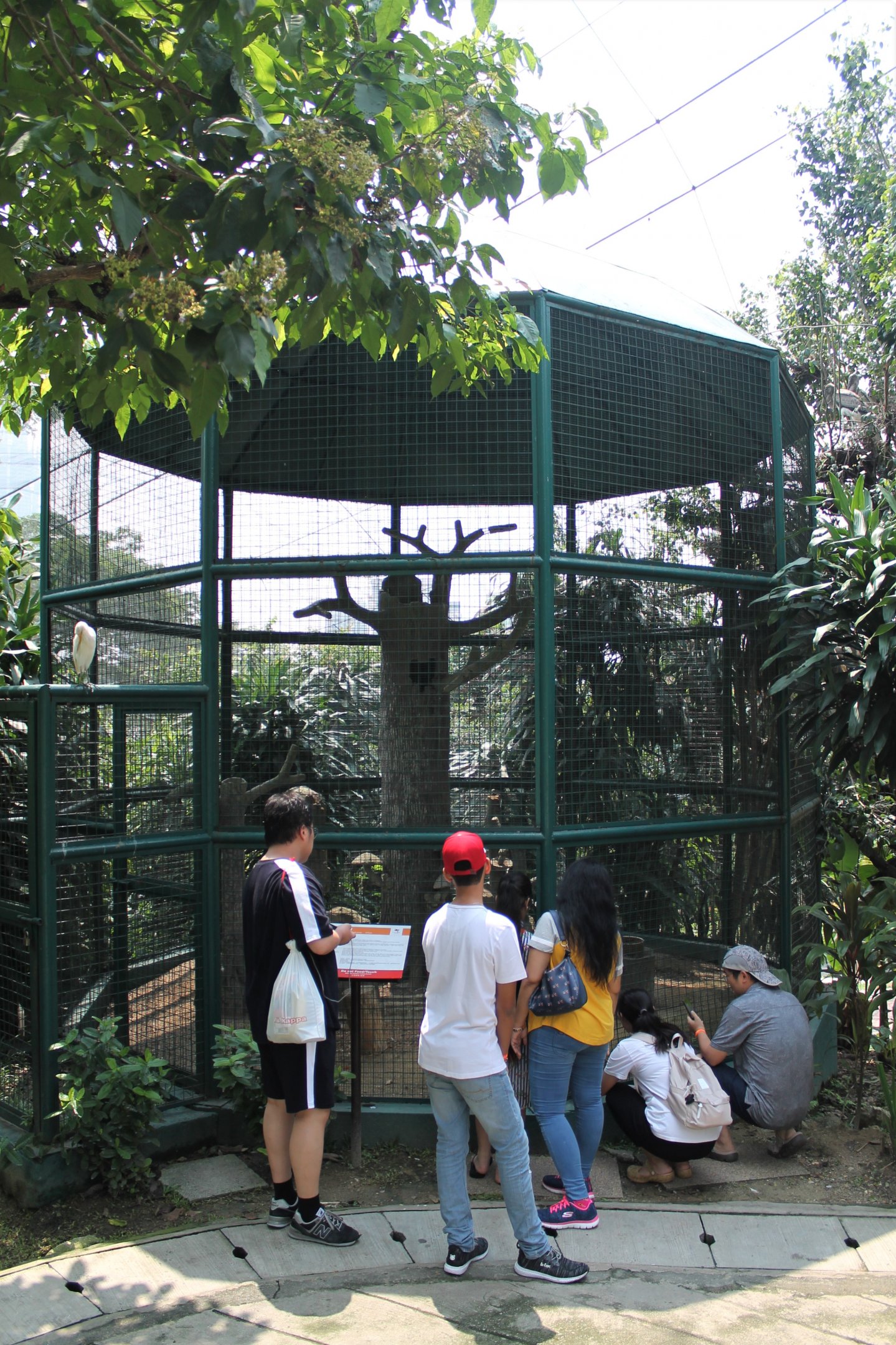 aviary for Great Hornbill (Buceros bicornis)