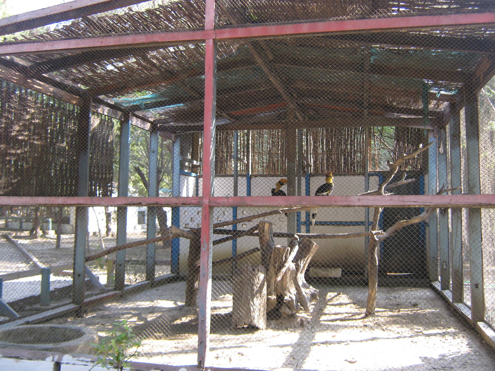 aviary for Great Hornbills (Buceros bicornis)
