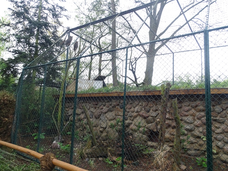 Aviary for great horned owl