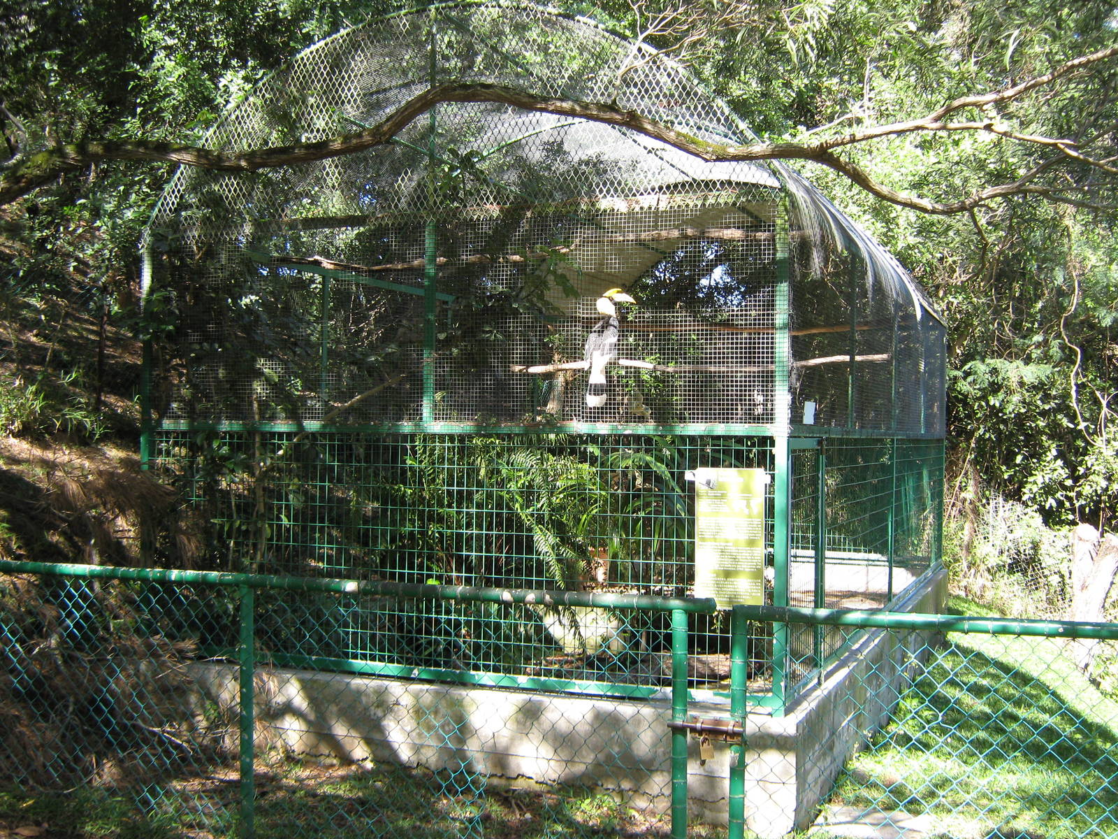 aviary for great Indian hornbill (Buceros bicornis)