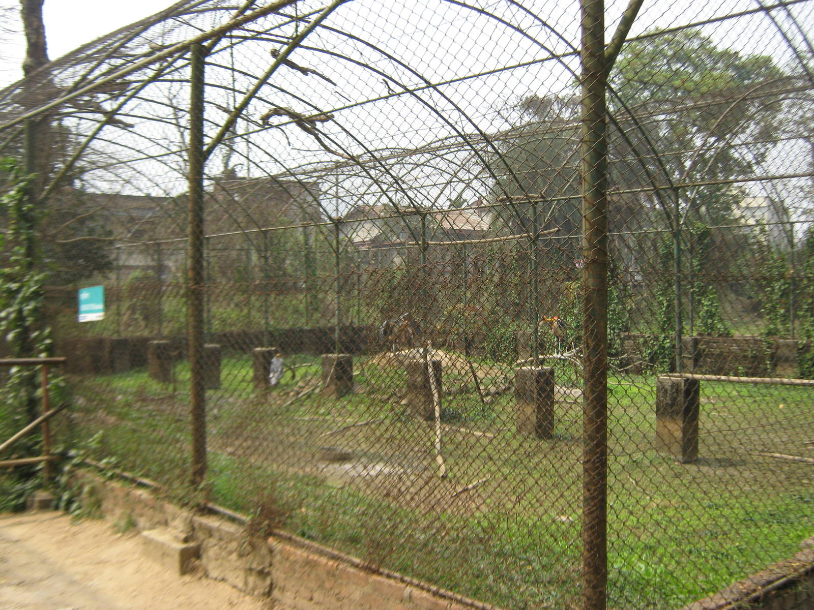 aviary for greater adjutants (Leptoptilos dubius)