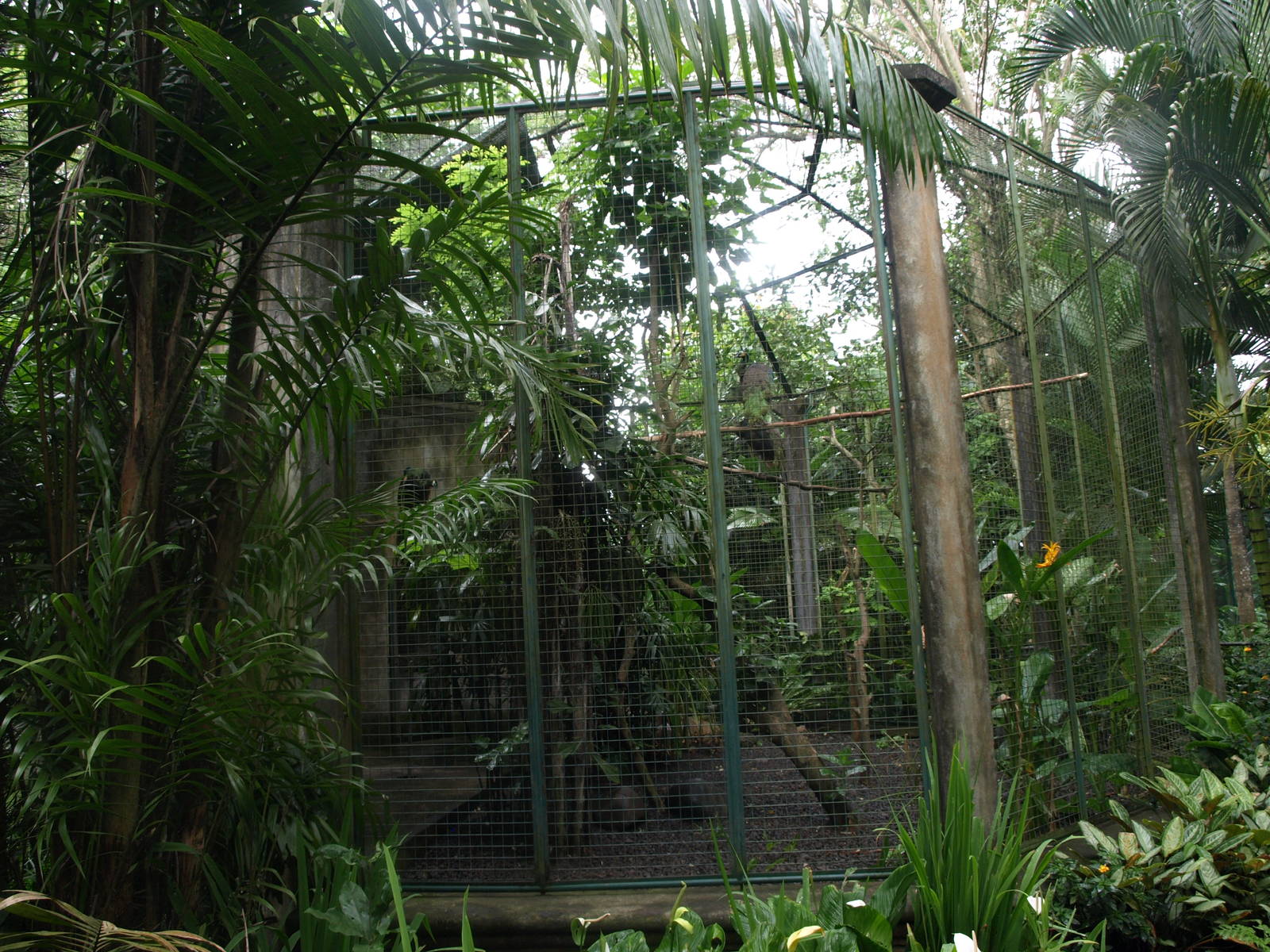 Aviary for Green peacocks