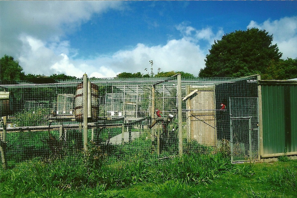 Aviary for Green-winged Macaws 5th September 2011