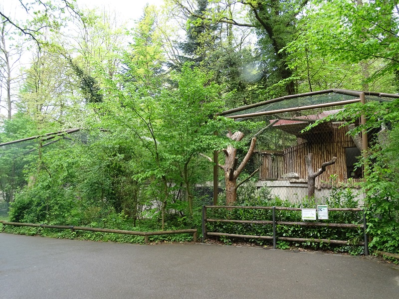 Aviary for harpy eagle