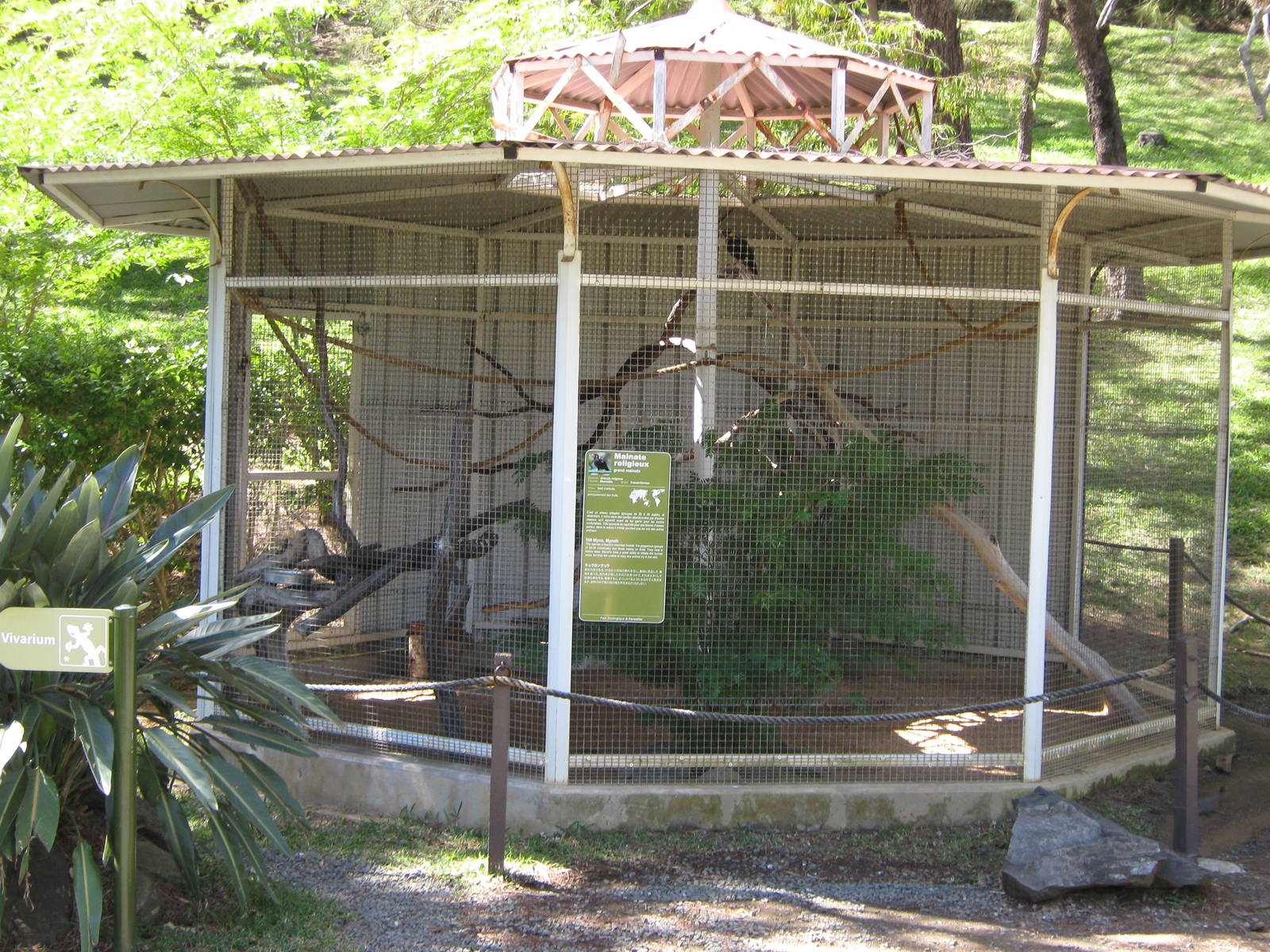 aviary for hill mynah (Gracula religiosa)