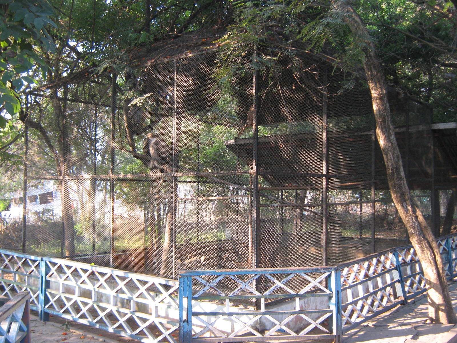 aviary for Himalayan Griffon Vultures (Gyps himalayensis)