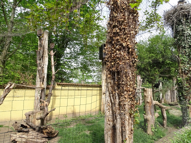 Aviary for hooded vulture and ground hornbill