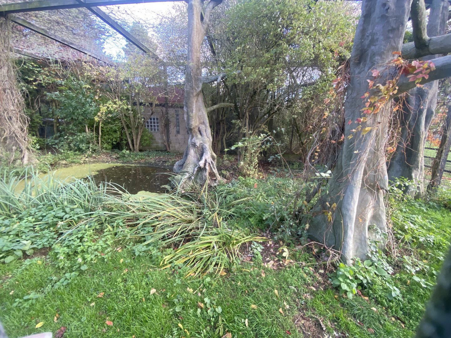 Aviary for Hooded vulture/Trumpeter hornbill 011125