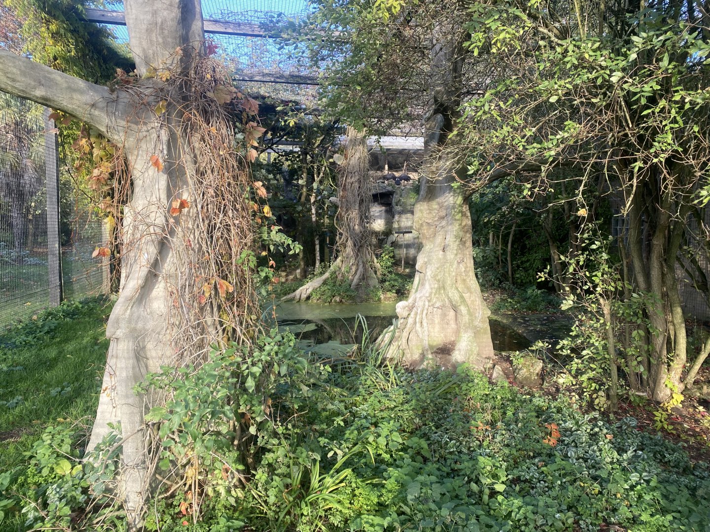 Aviary for Hooded vulture/Trumpeter hornbill 011125