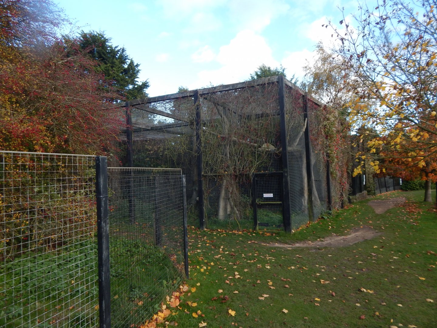 Aviary for Hooded vultures/Trumpeter hornbill 011125