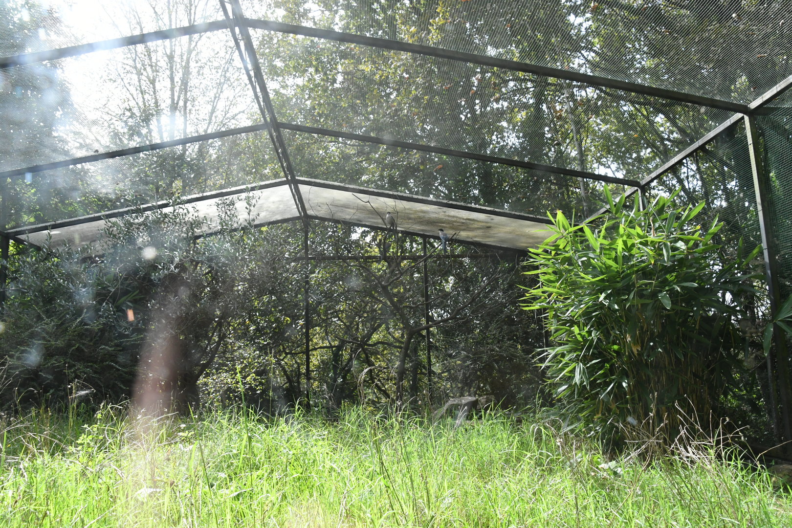 Aviary for Iberian Azure-winged Magpies