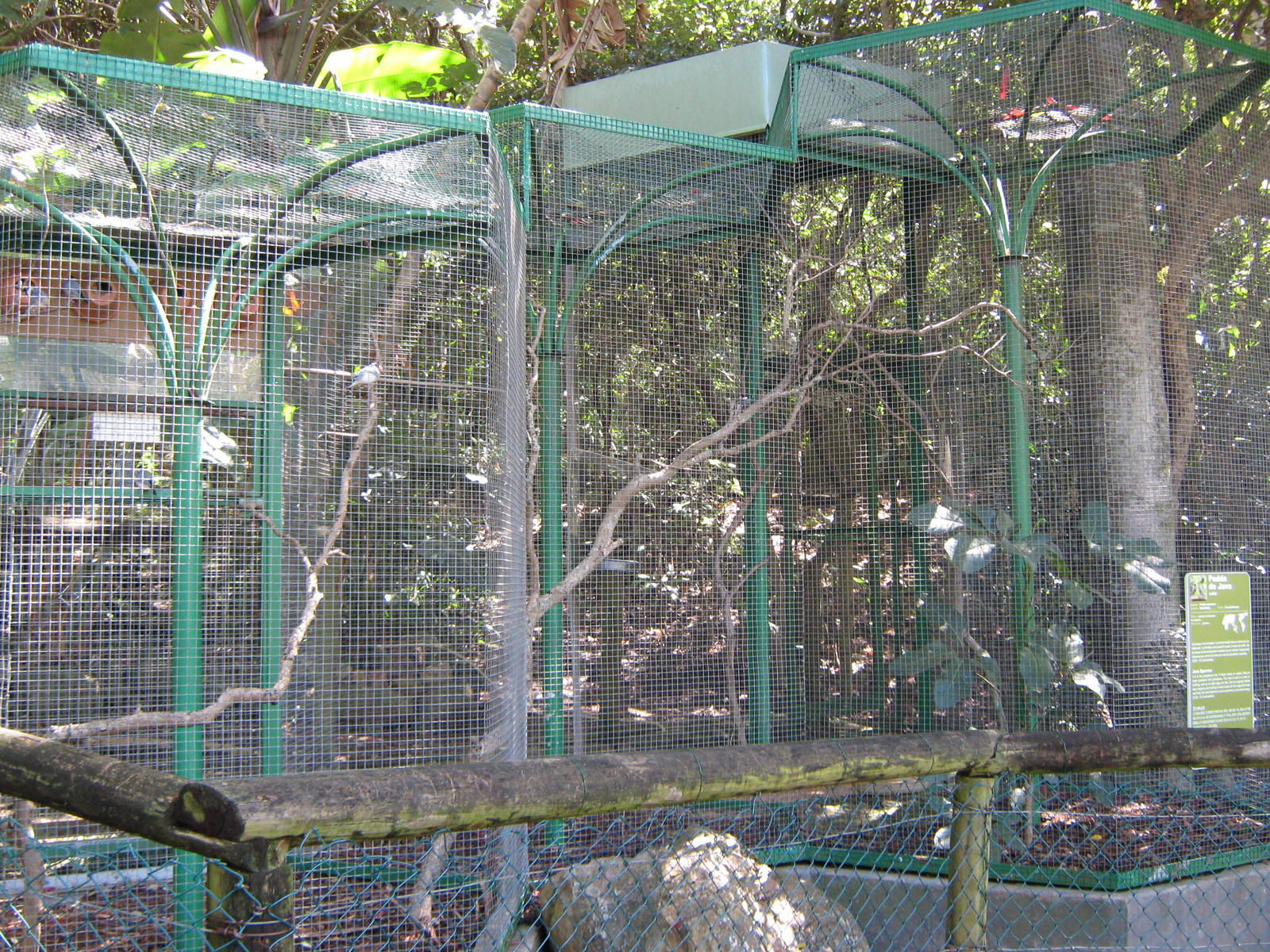 aviary for Java sparrows