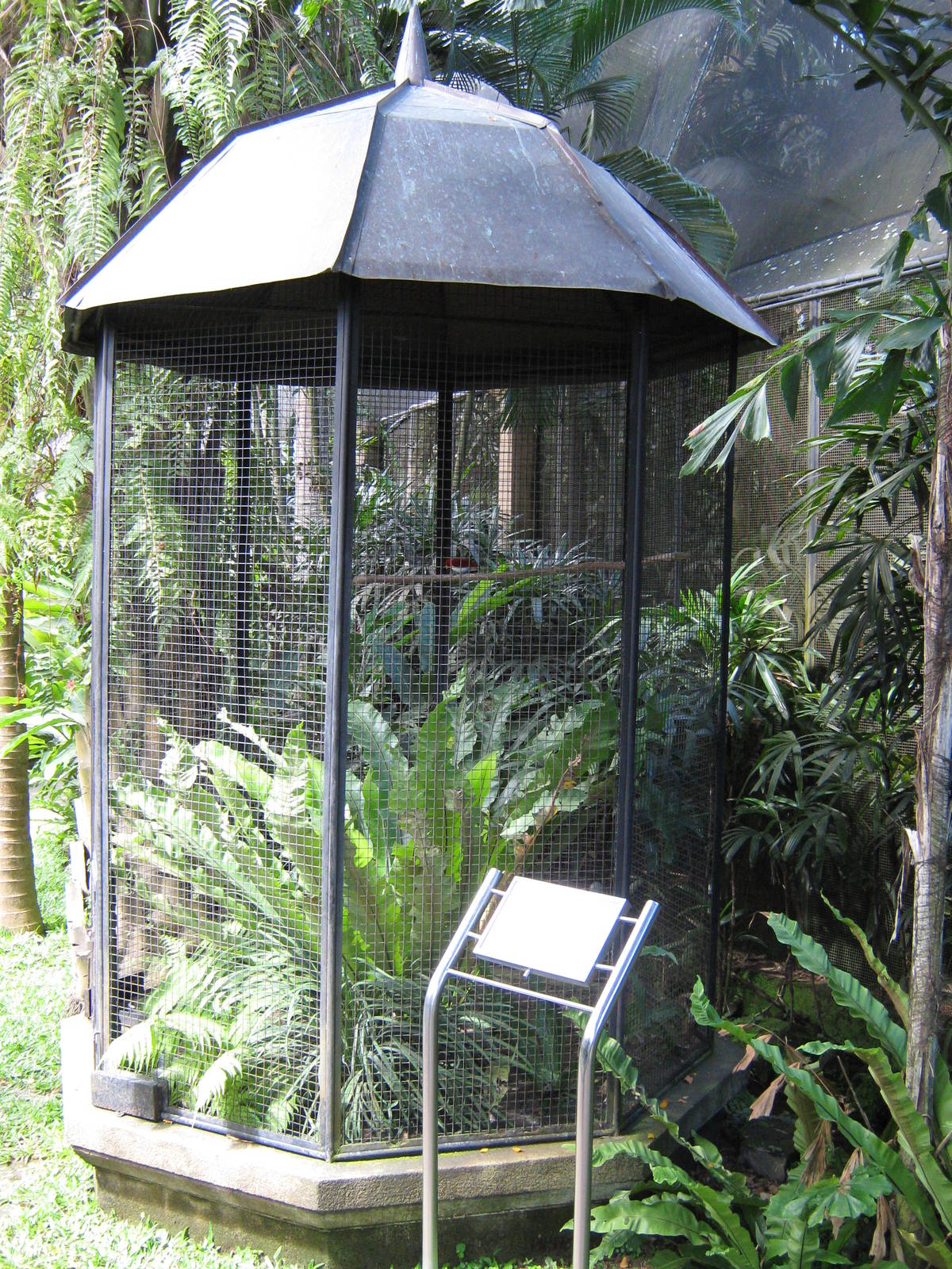 aviary for king bird-of-paradise (Cicinnurus regius)