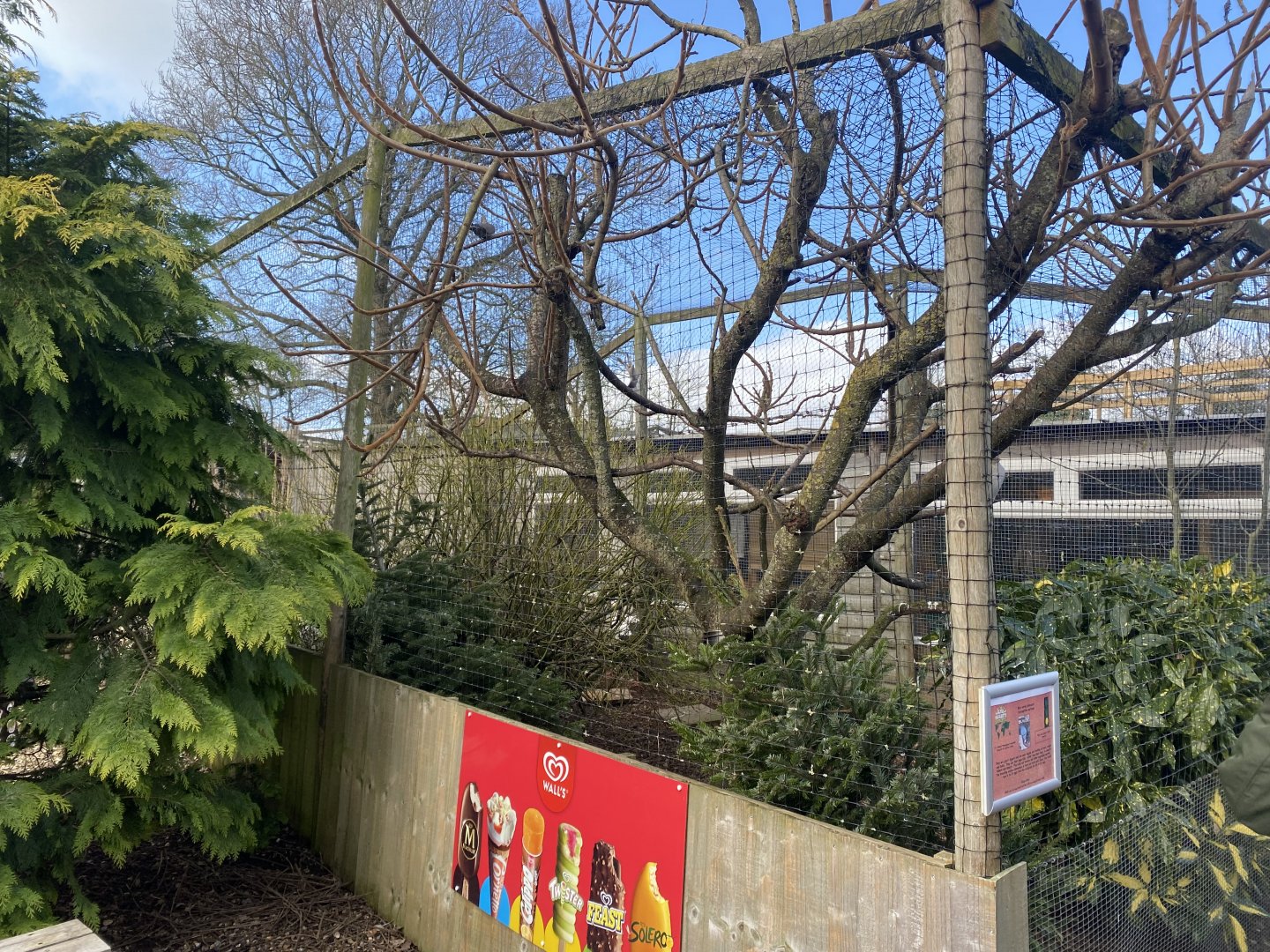 Aviary for Laughing kookaburra and European white stork 250222