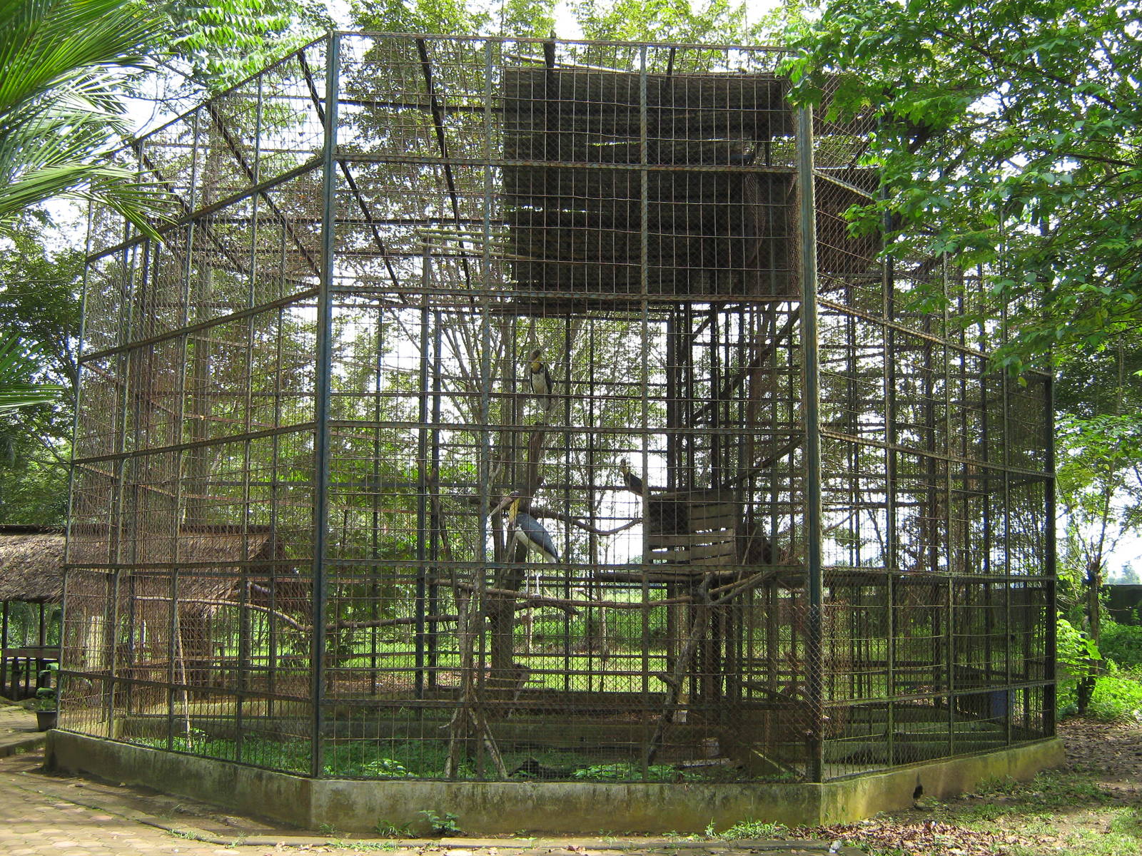 aviary for lesser adjutants (Leptoptilos javanicus)