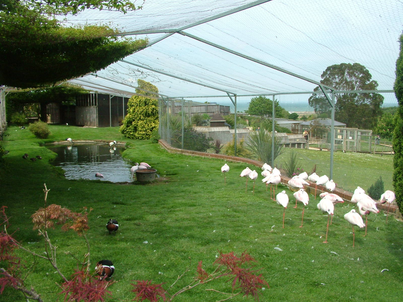 Aviary for Lesser Flamingos at Flamingo Park, Seaview, Isle of Wight May 20