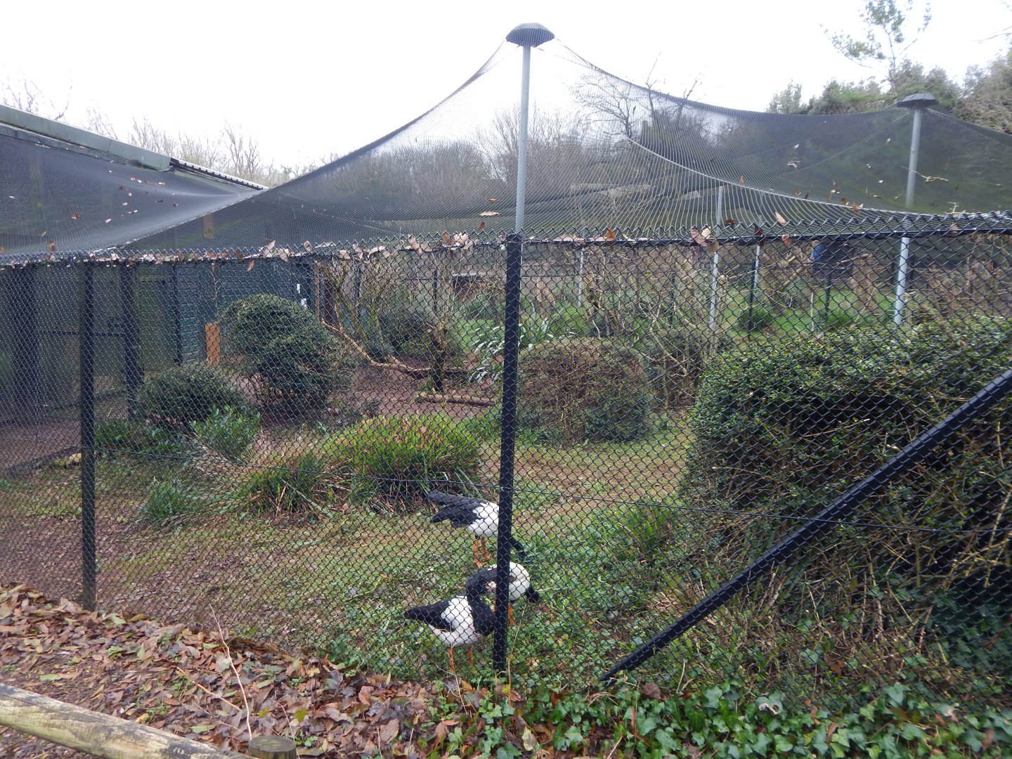 Aviary for Magpie geese and Nicobar pigeons 050224