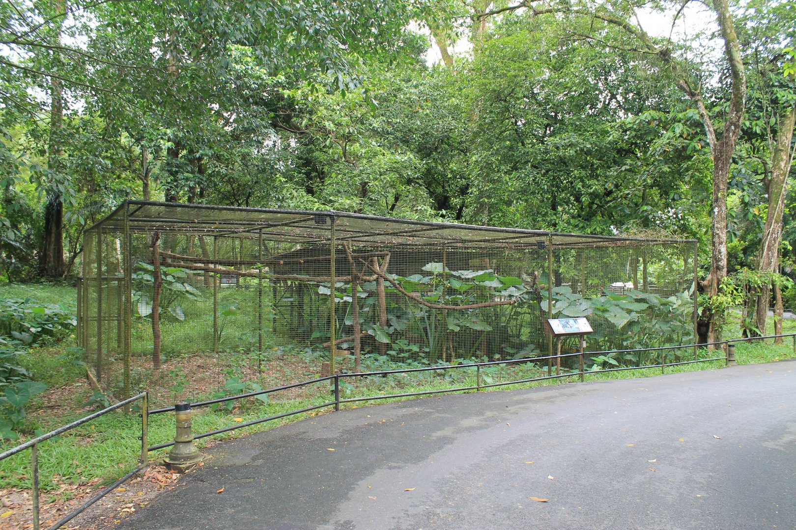 aviary for Malay or Barred Eagle Owls (Bubo sumatranus)