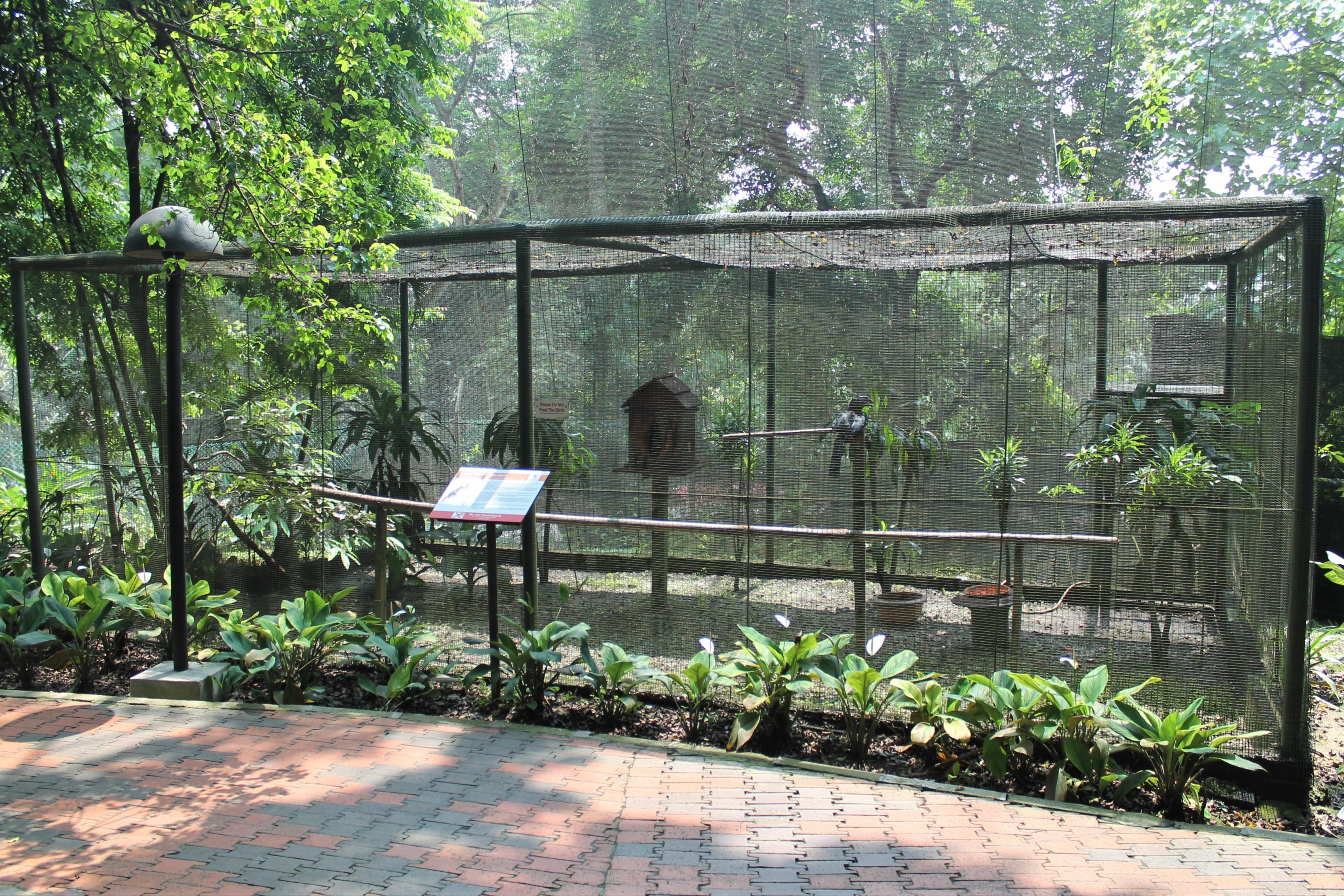 aviary for Malayan Black Hornbill (Anthracoceros malayanus)