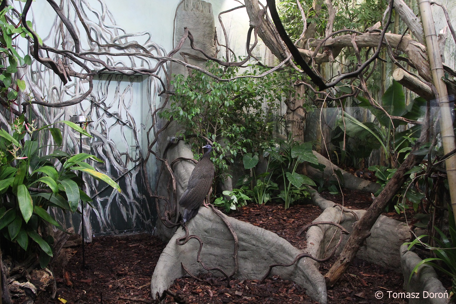 Aviary for Malayan Great Argus and Black-naped Fruit-doves; October 2018